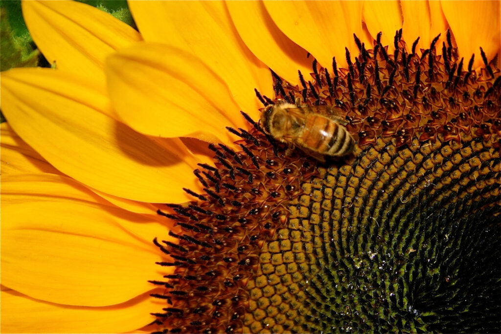 an image of a honey bee used as an example of what is an alt tag